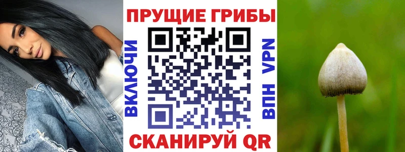 Галлюциногенные грибы Cubensis  Таштагол 